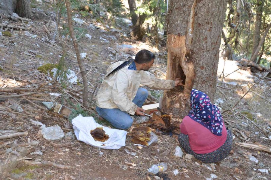 Antalyalı Balcılar Toros Dağları’nda Firari Arıların İzini Sürerek Bal Topluyor
