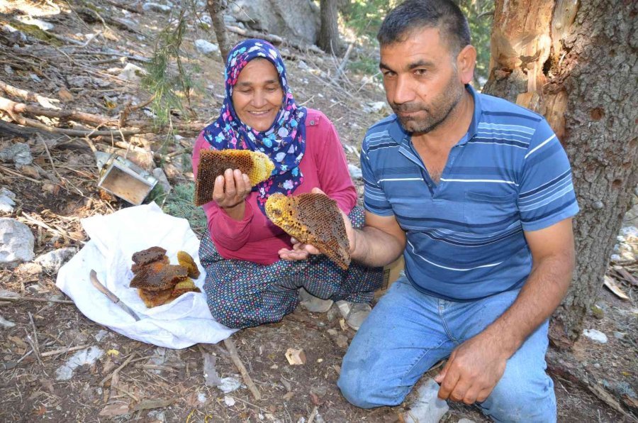 Antalyalı Balcılar Toros Dağları’nda Firari Arıların İzini Sürerek Bal Topluyor