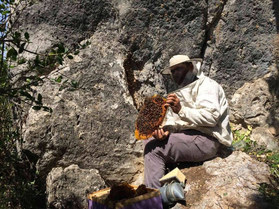Antalyalı Balcılar Toros Dağları’nda Firari Arıların İzini Sürerek Bal Topluyor