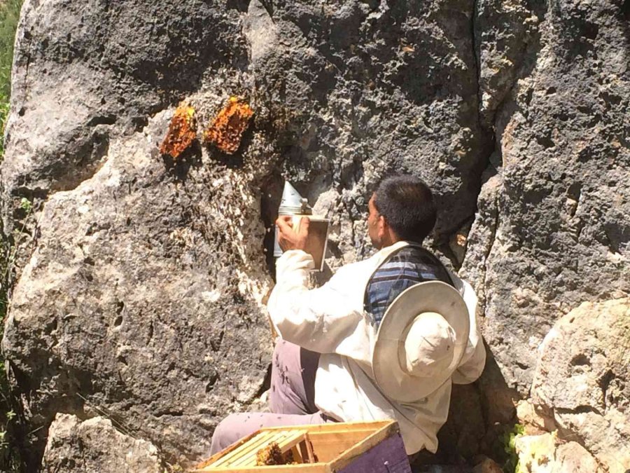 Antalyalı Balcılar Toros Dağları’nda Firari Arıların İzini Sürerek Bal Topluyor