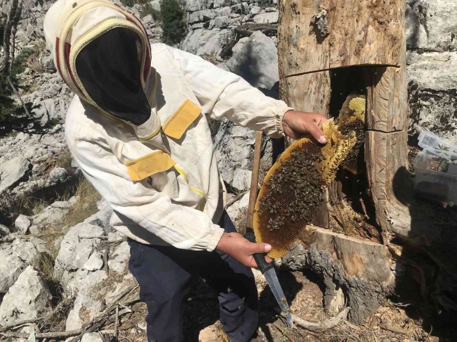 Antalyalı Balcılar Toros Dağları’nda Firari Arıların İzini Sürerek Bal Topluyor