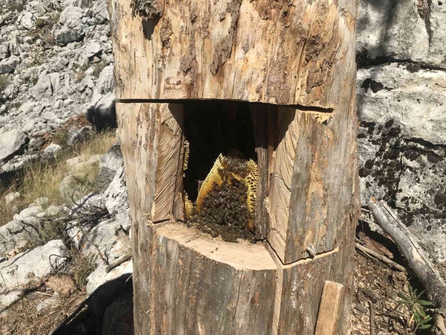 Antalyalı Balcılar Toros Dağları’nda Firari Arıların İzini Sürerek Bal Topluyor