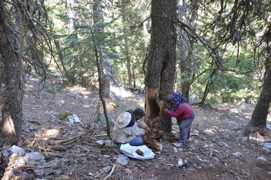 Antalyalı Balcılar Toros Dağları’nda Firari Arıların İzini Sürerek Bal Topluyor