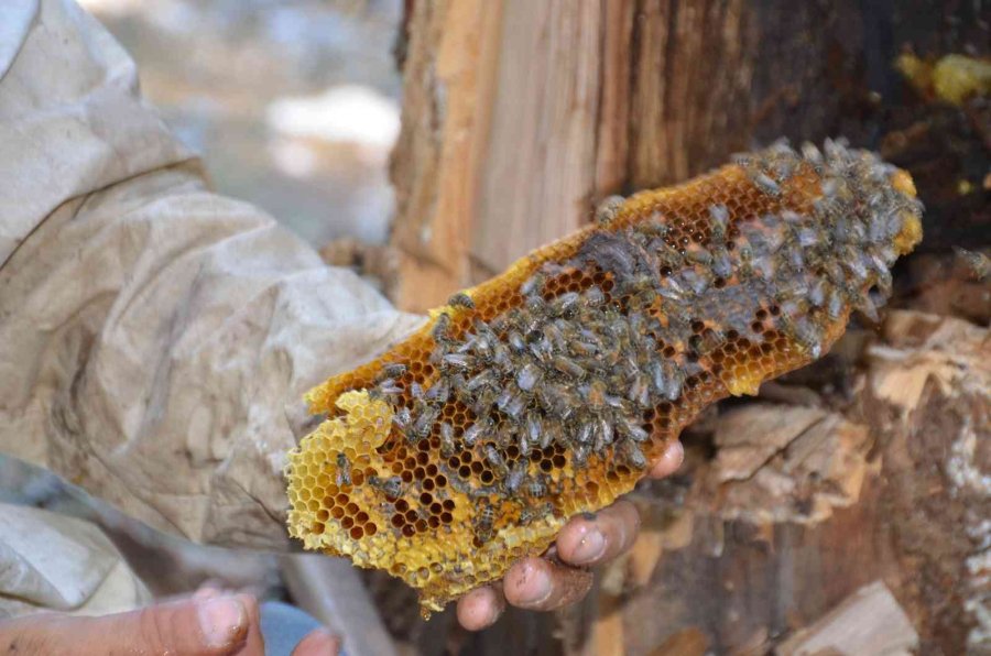 Antalyalı Balcılar Toros Dağları’nda Firari Arıların İzini Sürerek Bal Topluyor