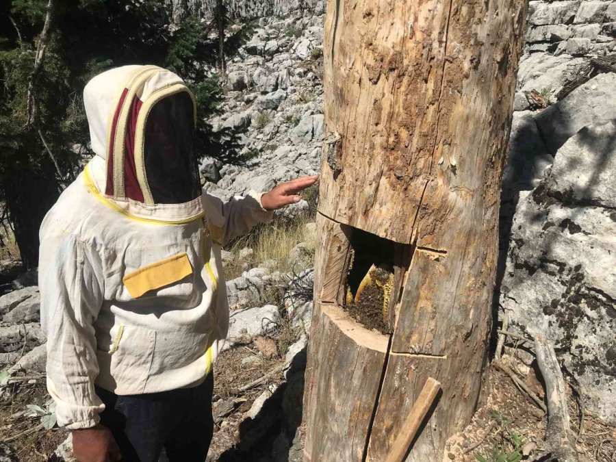 Antalyalı Balcılar Toros Dağları’nda Firari Arıların İzini Sürerek Bal Topluyor