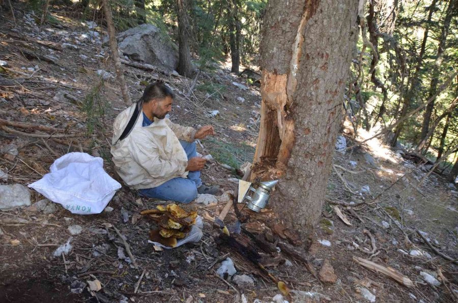 Antalyalı Balcılar Toros Dağları’nda Firari Arıların İzini Sürerek Bal Topluyor