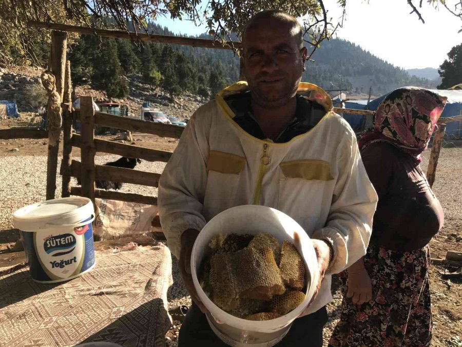 Antalyalı Balcılar Toros Dağları’nda Firari Arıların İzini Sürerek Bal Topluyor