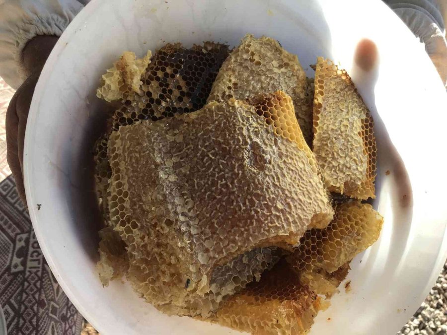 Antalyalı Balcılar Toros Dağları’nda Firari Arıların İzini Sürerek Bal Topluyor