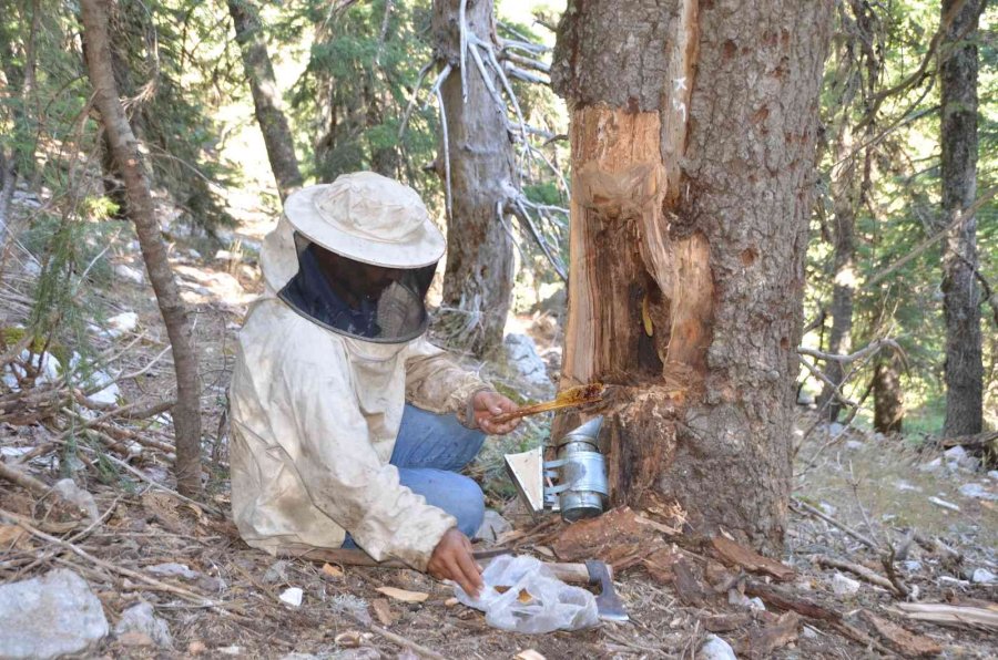 Antalyalı Balcılar Toros Dağları’nda Firari Arıların İzini Sürerek Bal Topluyor