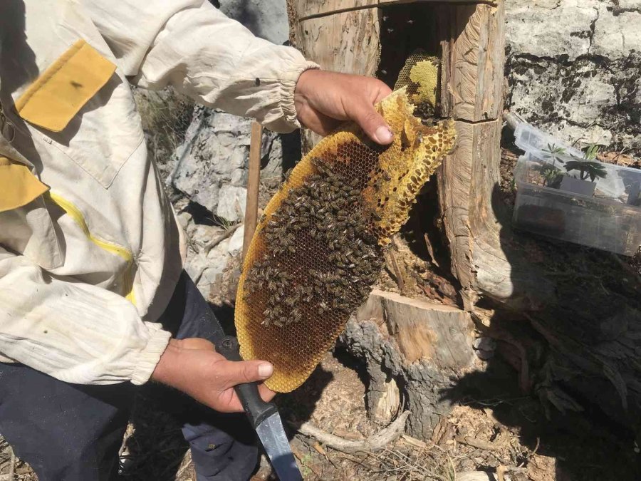 Antalyalı Balcılar Toros Dağları’nda Firari Arıların İzini Sürerek Bal Topluyor