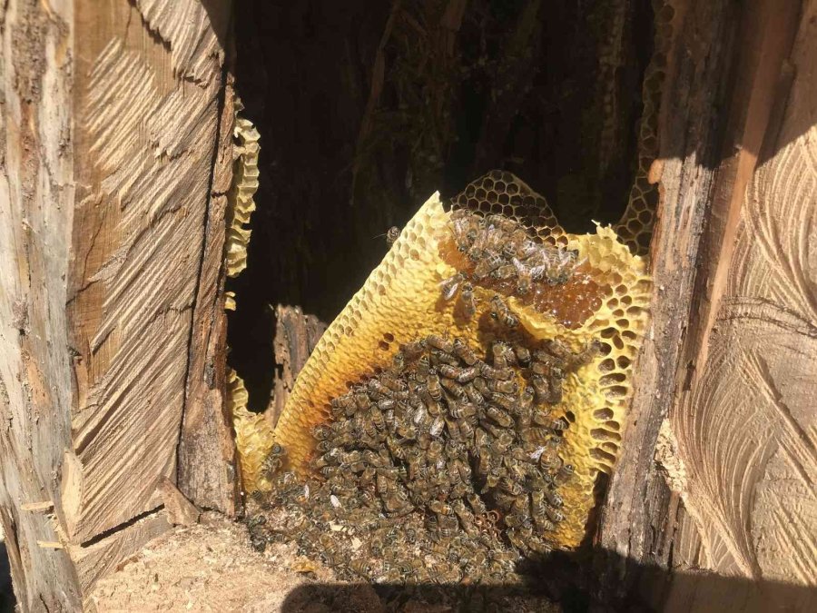 Antalyalı Balcılar Toros Dağları’nda Firari Arıların İzini Sürerek Bal Topluyor
