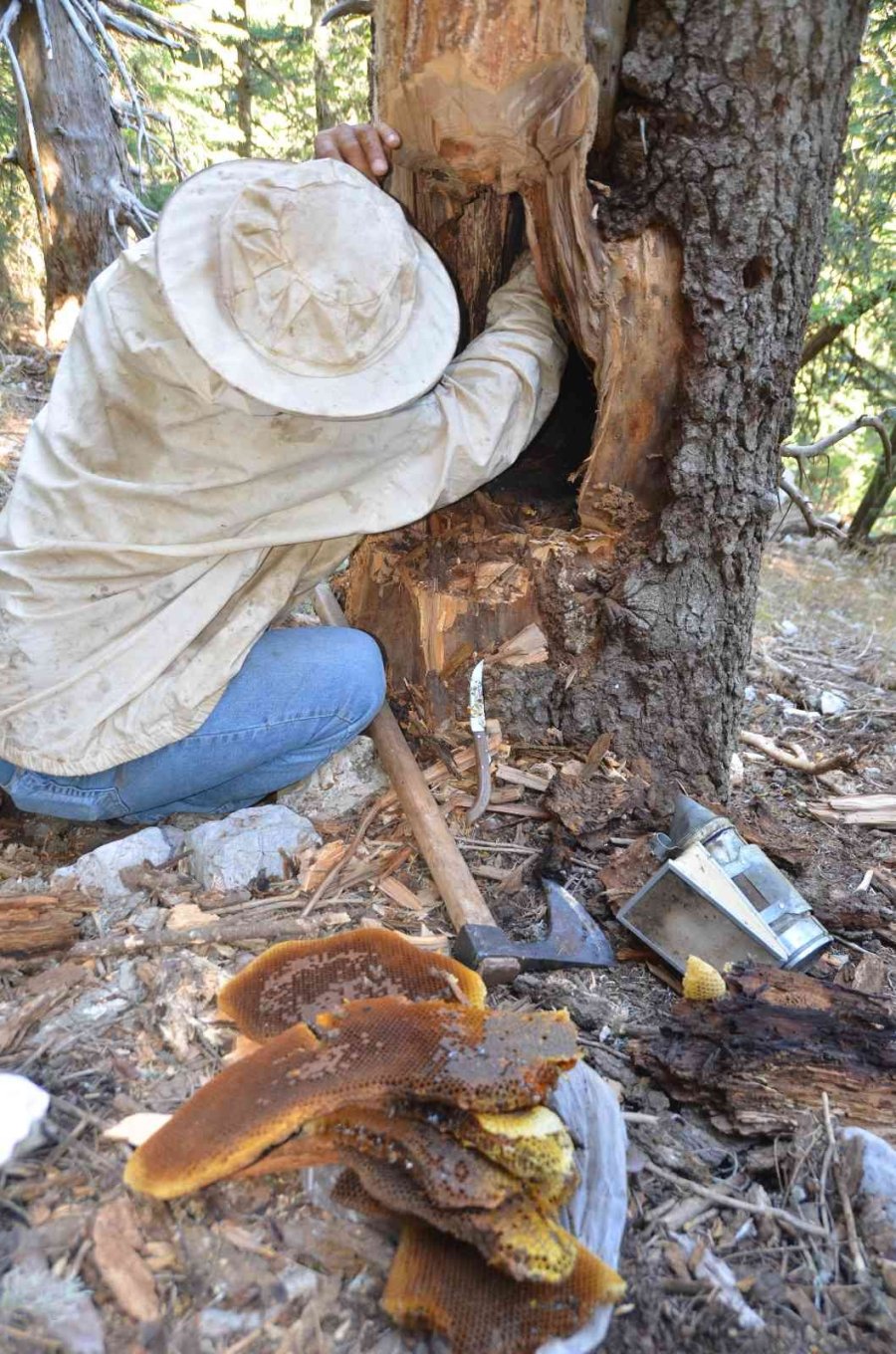 Antalyalı Balcılar Toros Dağları’nda Firari Arıların İzini Sürerek Bal Topluyor