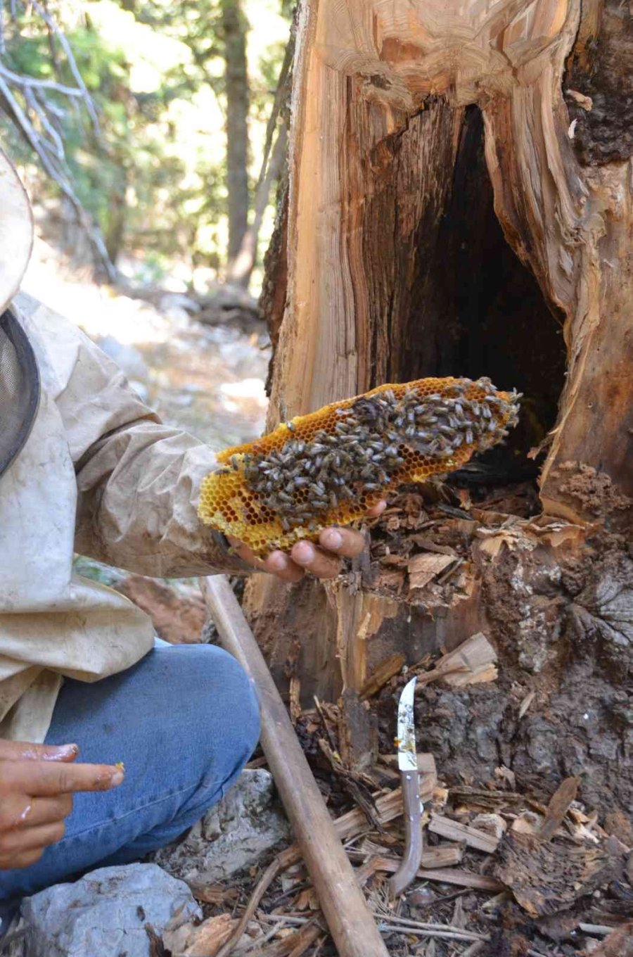 Antalyalı Balcılar Toros Dağları’nda Firari Arıların İzini Sürerek Bal Topluyor