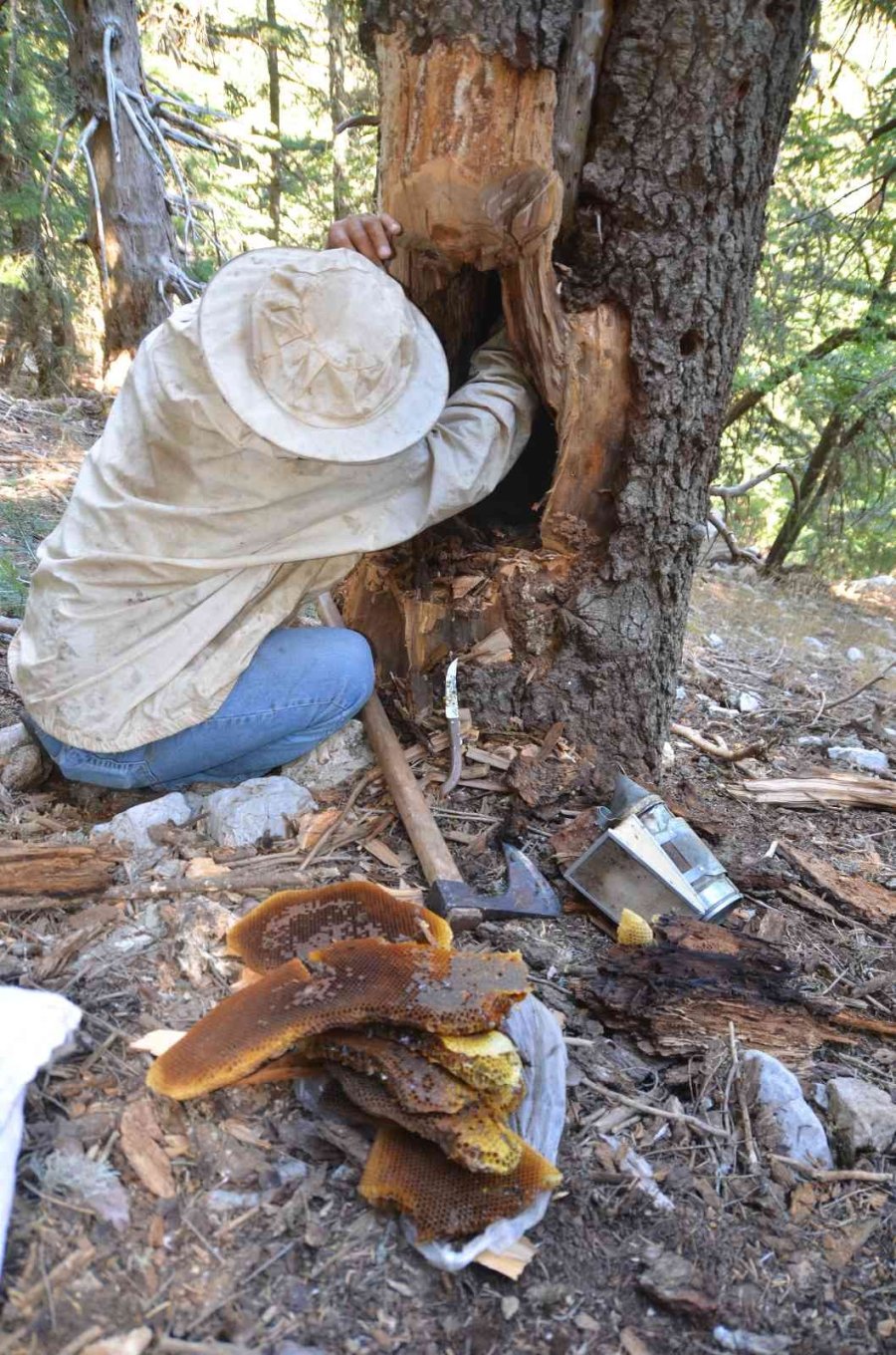 Antalyalı Balcılar Toros Dağları’nda Firari Arıların İzini Sürerek Bal Topluyor