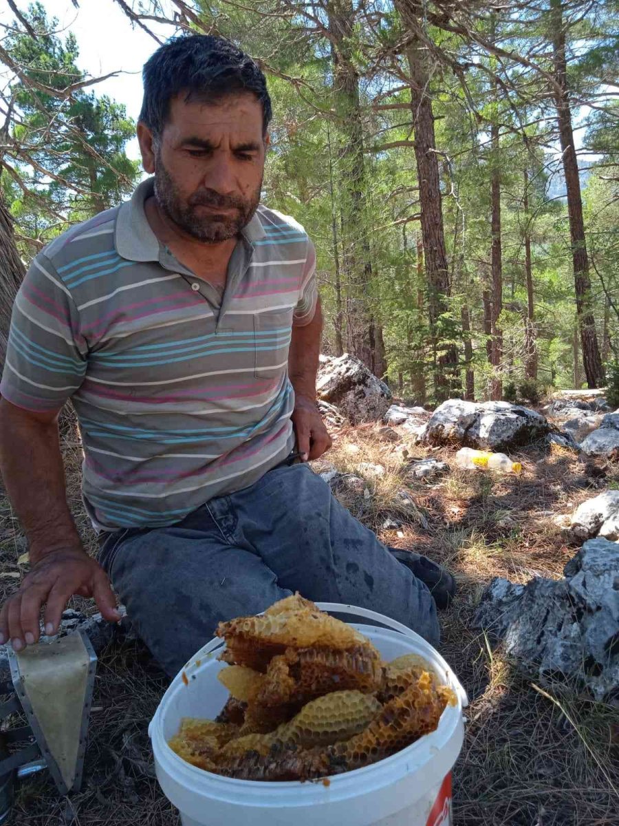 Antalyalı Balcılar Toros Dağları’nda Firari Arıların İzini Sürerek Bal Topluyor