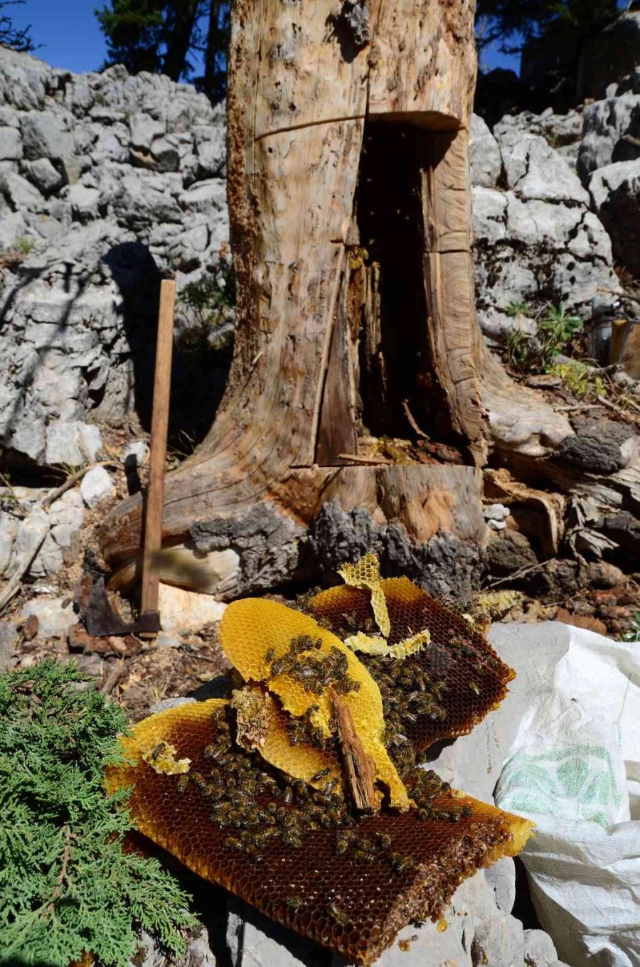 Antalyalı Balcılar Toros Dağları’nda Firari Arıların İzini Sürerek Bal Topluyor