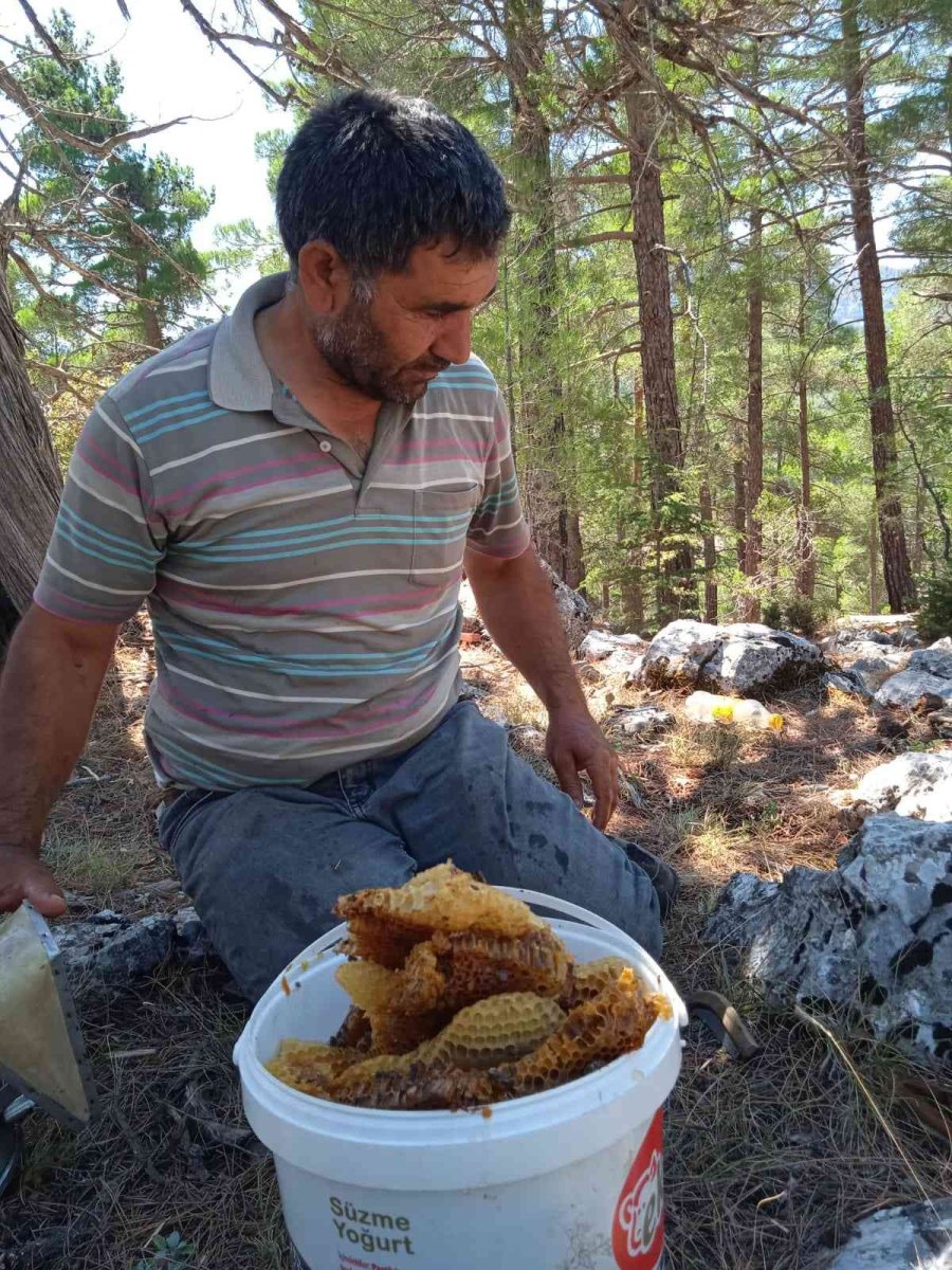 Antalyalı Balcılar Toros Dağları’nda Firari Arıların İzini Sürerek Bal Topluyor