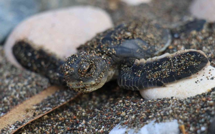 Sona Kalan Caretta Caretta Yavruları Denizle Buluşturuldu