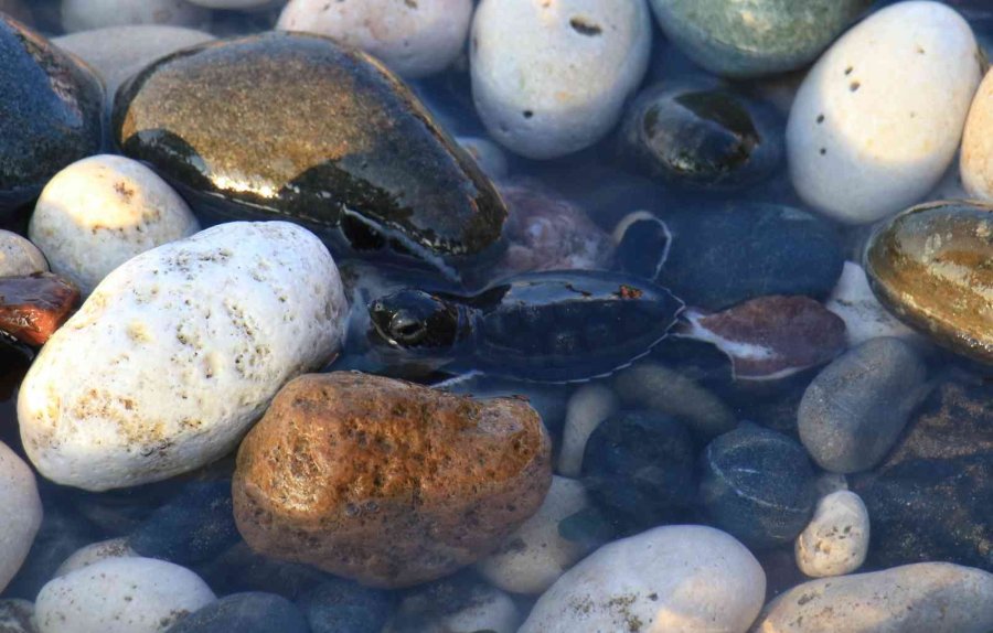 Sona Kalan Caretta Caretta Yavruları Denizle Buluşturuldu