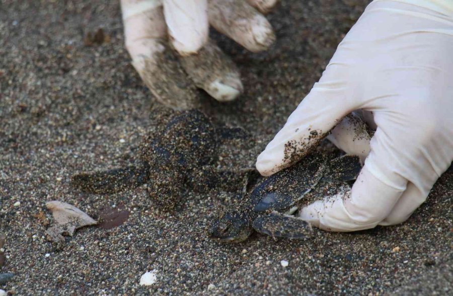Sona Kalan Caretta Caretta Yavruları Denizle Buluşturuldu