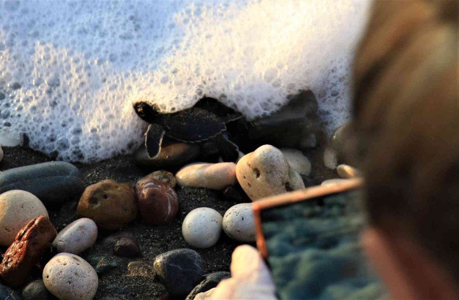Sona Kalan Caretta Caretta Yavruları Denizle Buluşturuldu