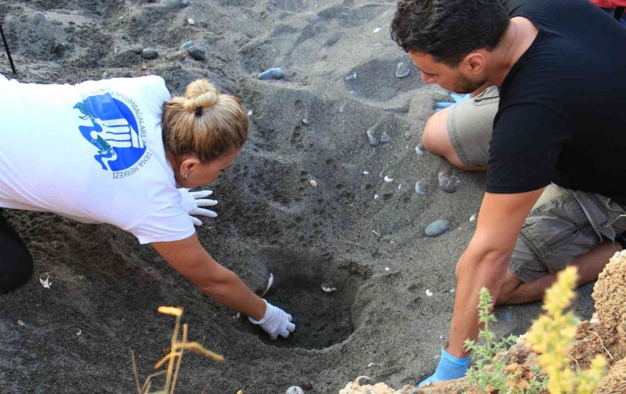 Sona Kalan Caretta Caretta Yavruları Denizle Buluşturuldu