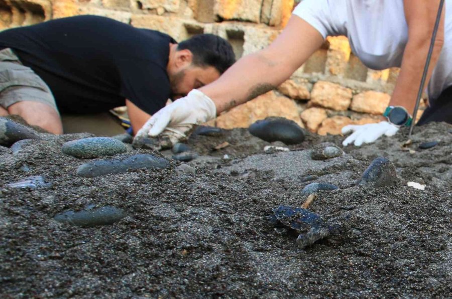 Sona Kalan Caretta Caretta Yavruları Denizle Buluşturuldu