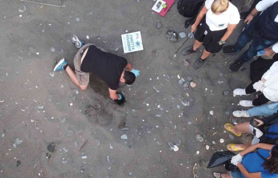 Sona Kalan Caretta Caretta Yavruları Denizle Buluşturuldu