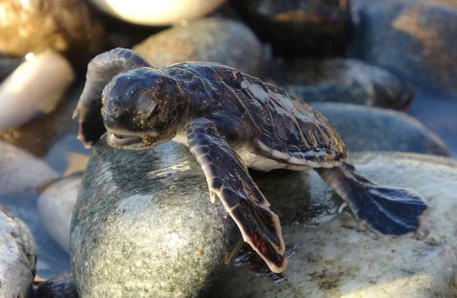 Sona Kalan Caretta Caretta Yavruları Denizle Buluşturuldu