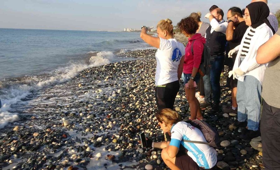 Sona Kalan Caretta Caretta Yavruları Denizle Buluşturuldu