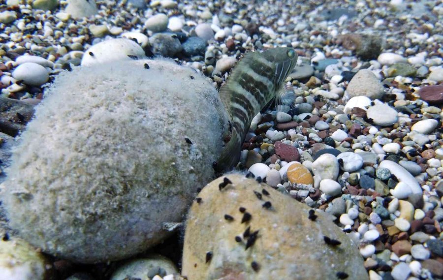 Av Yasağı Etkisini Gösterdi, Antalya Körfezi’nde Her Taşın Altından ‘lagos’ Balığının Yavrusu Çıkıyor
