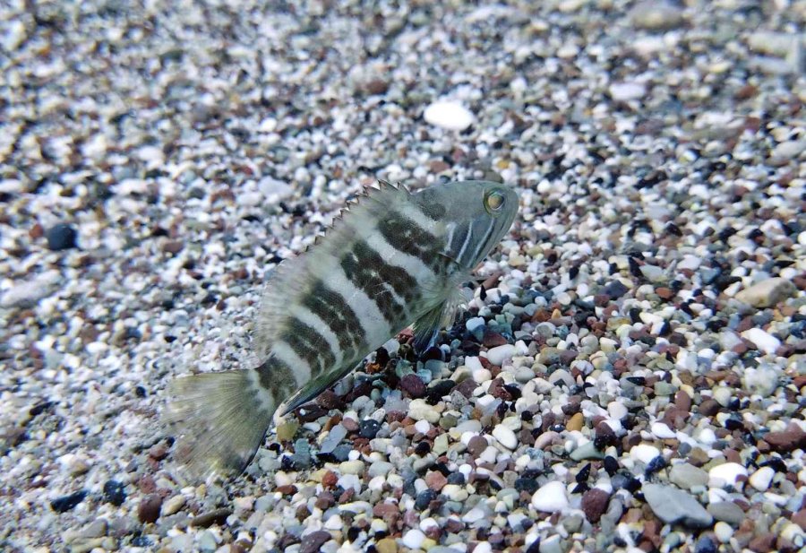 Av Yasağı Etkisini Gösterdi, Antalya Körfezi’nde Her Taşın Altından ‘lagos’ Balığının Yavrusu Çıkıyor