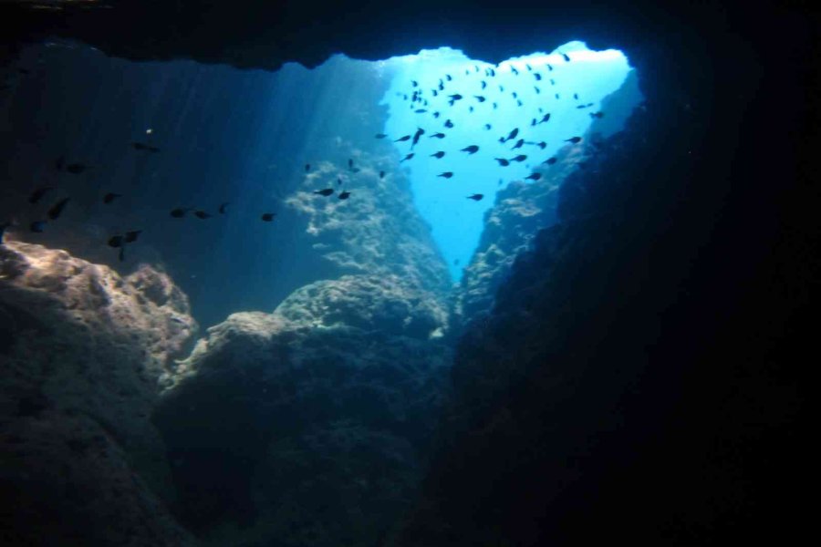 Av Yasağı Etkisini Gösterdi, Antalya Körfezi’nde Her Taşın Altından ‘lagos’ Balığının Yavrusu Çıkıyor