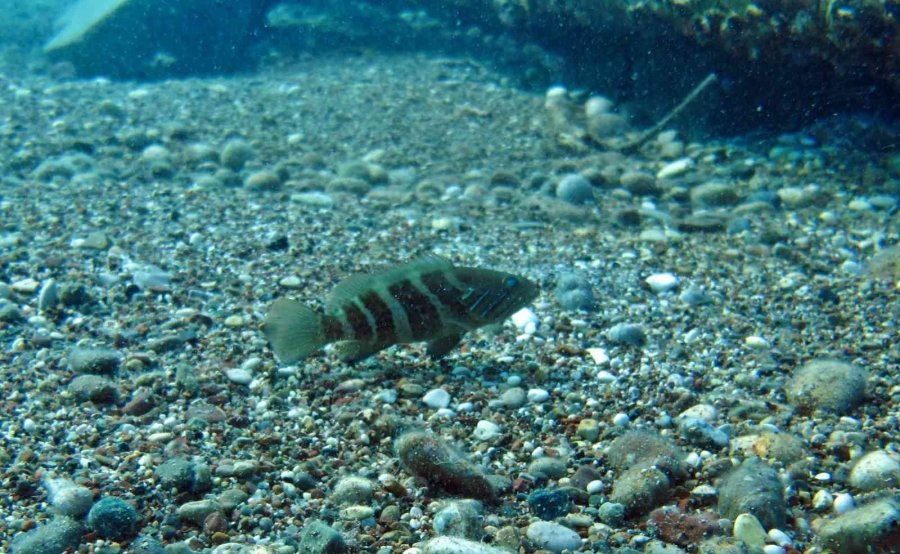 Av Yasağı Etkisini Gösterdi, Antalya Körfezi’nde Her Taşın Altından ‘lagos’ Balığının Yavrusu Çıkıyor