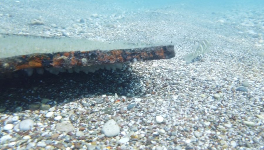 Av Yasağı Etkisini Gösterdi, Antalya Körfezi’nde Her Taşın Altından ‘lagos’ Balığının Yavrusu Çıkıyor
