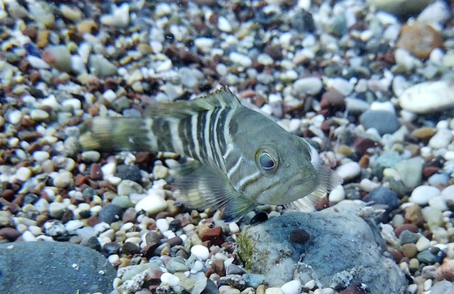 Av Yasağı Etkisini Gösterdi, Antalya Körfezi’nde Her Taşın Altından ‘lagos’ Balığının Yavrusu Çıkıyor