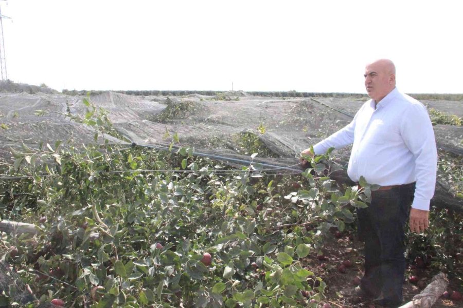 Şiddetli Yağış Binlerce Elma Ağacını Kökünden Kırdı