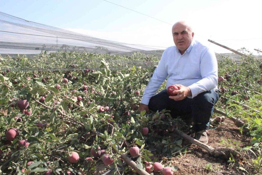 Şiddetli Yağış Binlerce Elma Ağacını Kökünden Kırdı