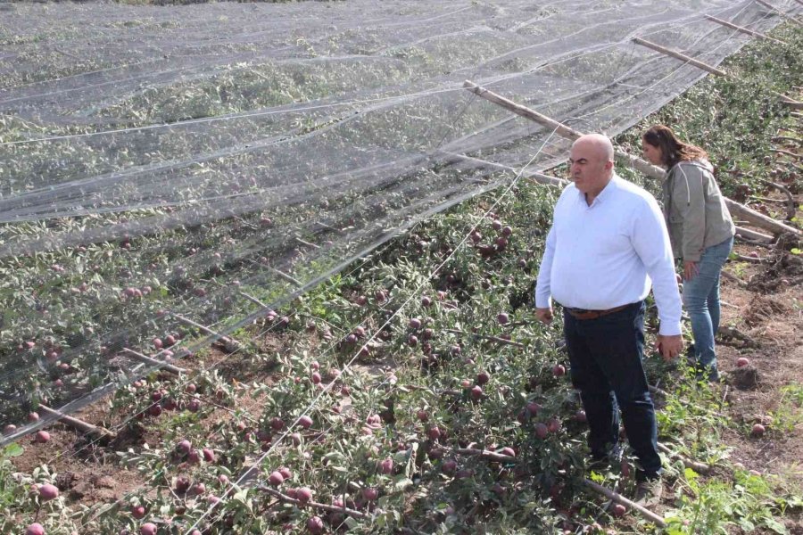 Şiddetli Yağış Binlerce Elma Ağacını Kökünden Kırdı