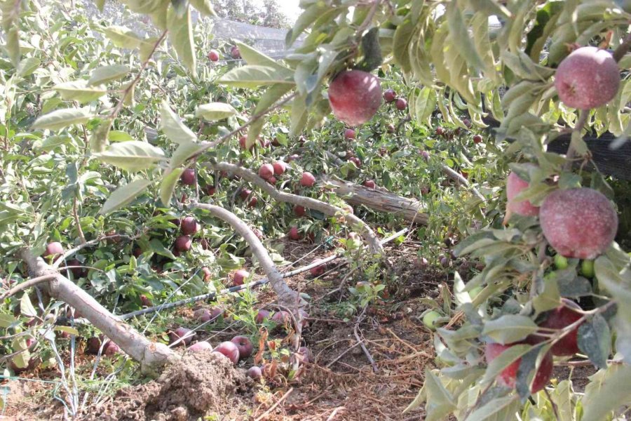 Şiddetli Yağış Binlerce Elma Ağacını Kökünden Kırdı