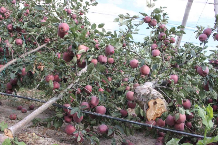 Şiddetli Yağış Binlerce Elma Ağacını Kökünden Kırdı