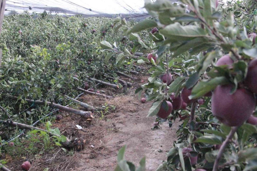 Şiddetli Yağış Binlerce Elma Ağacını Kökünden Kırdı