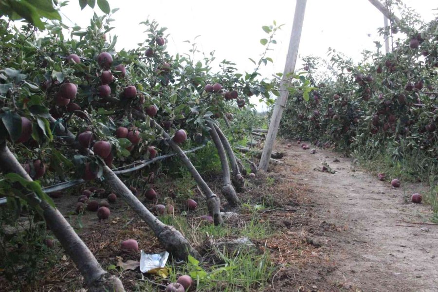 Şiddetli Yağış Binlerce Elma Ağacını Kökünden Kırdı
