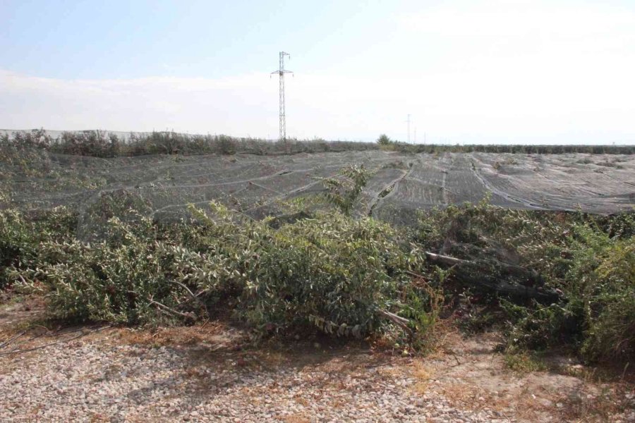 Şiddetli Yağış Binlerce Elma Ağacını Kökünden Kırdı
