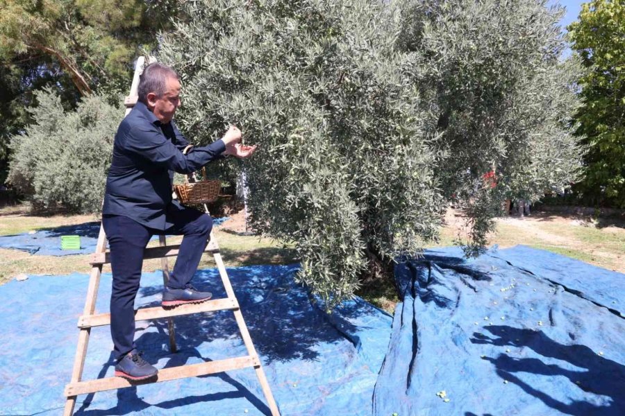 Food Fest Antalya Gastronomi Festivalinde ‘zeytin Hasadı’