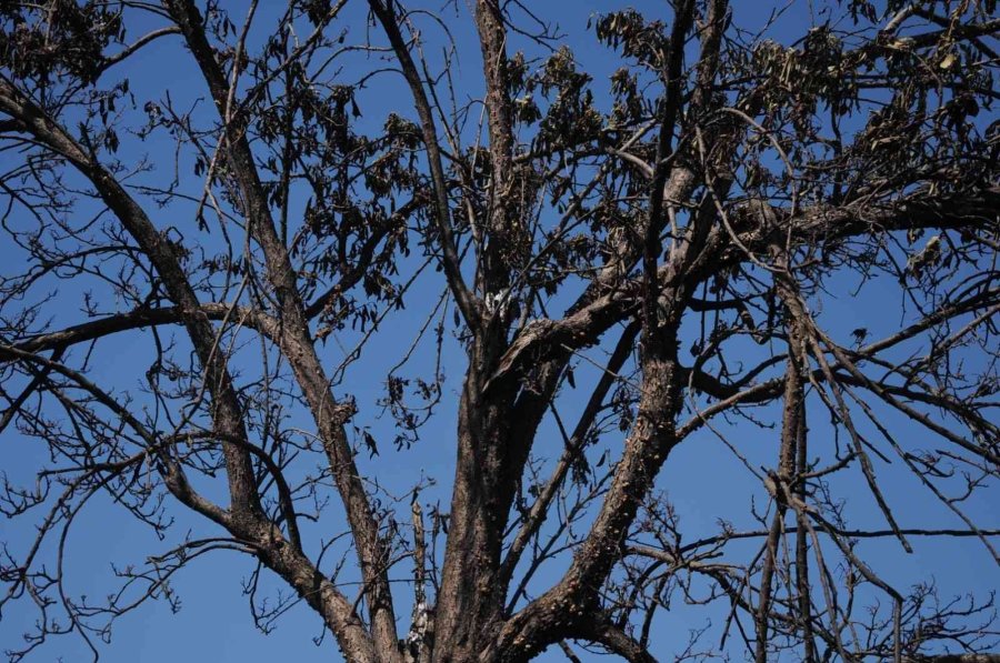 Otluk Alanda Çıkan Yangın Portakal Ağaçları Ve Arı Kovanlarını Yaktı