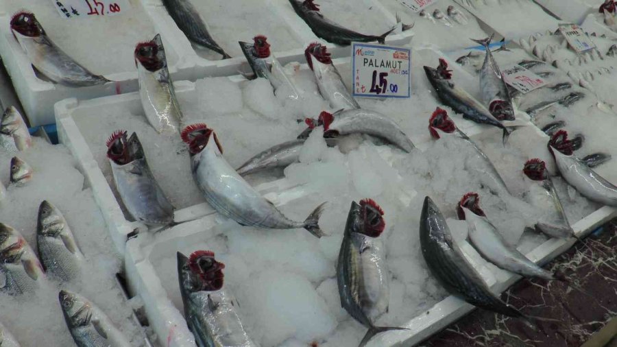 Palamut Fırtınası Kayseri’de De Esiyor