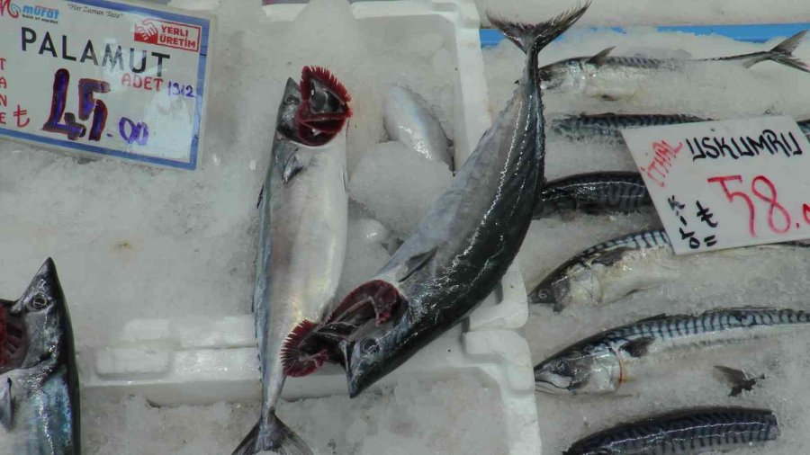 Palamut Fırtınası Kayseri’de De Esiyor