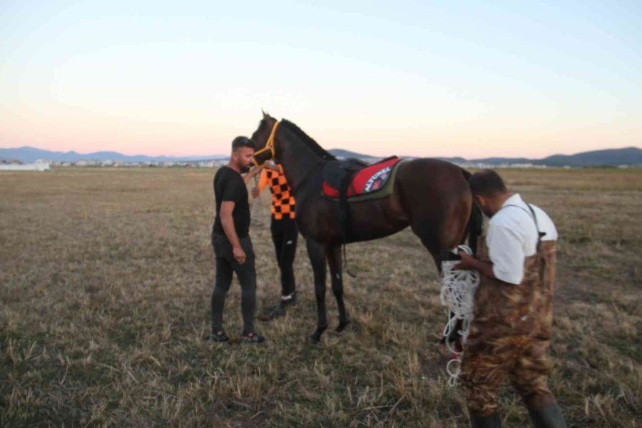 At Yarışında Jokey Attan Düştü, Sazlıklar Arasında Kaybolan At Saatler Sonra Bulundu