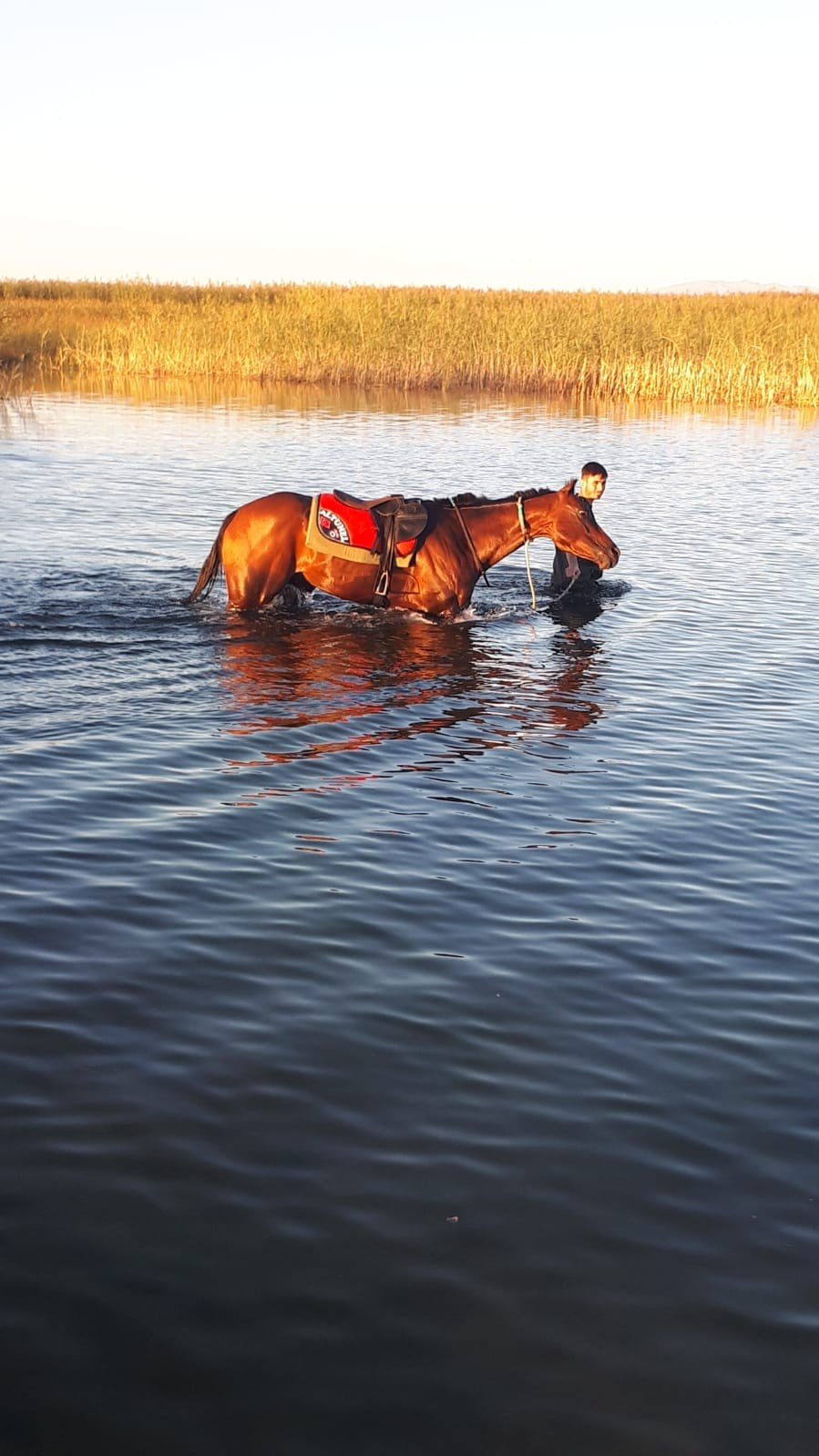 At Yarışında Jokey Attan Düştü, Sazlıklar Arasında Kaybolan At Saatler Sonra Bulundu